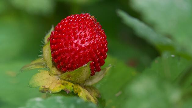 Scheinerdbeeren: So erkennst du sie und das sind Folgen des Verzehrs