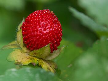 Scheinerdbeeren: So erkennst du sie und das sind Folgen des Verzehrs