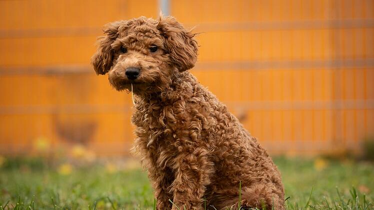 Tierheim Nürnberg mit Update zu Pudelwelpen - "endlich ist es so weit"