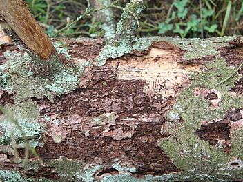 Der Borkenkäfer hat in den Wäldern der Region ganze Arbeit geleistet. Foto: Sonja Adam