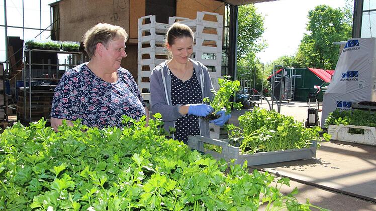 Gerda Will und Dorota Kiszczak vereinzeln Sellerie und pflanzen ihn in kompostierbare Schalen.