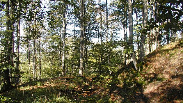 Auf dem Schlossberg bei Wolfersgr&uuml;n, im Lamitzgrund zwischen Langenau und Thiemitz, erinnern nur noch Ringw&auml;lle und Grabenreste an die Burg Hohenrod. Alexander Grahl