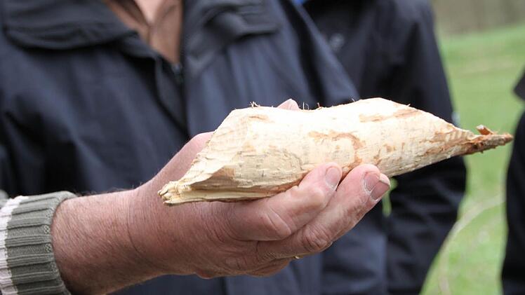 Das hier ist noch ein dünner Ast, den sie bearbeitet haben.