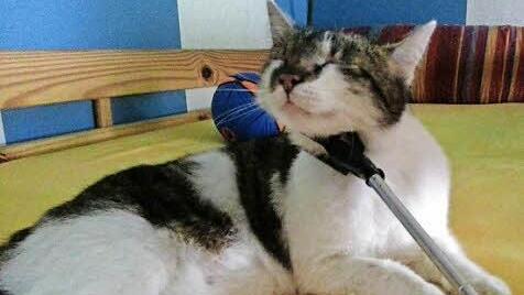 ... Katzenkraul- und -bespaßungsinstrument ...