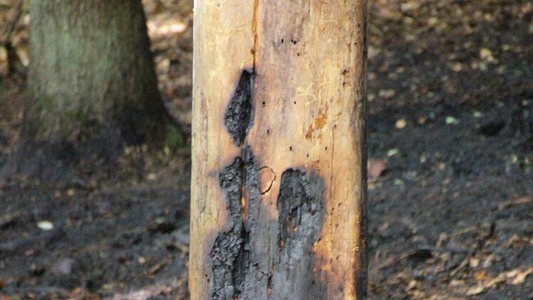 Einer der Stämme, die am stärksten in Mitleidenschaft gezogen wurden.  Foto: Andreas Dorsch