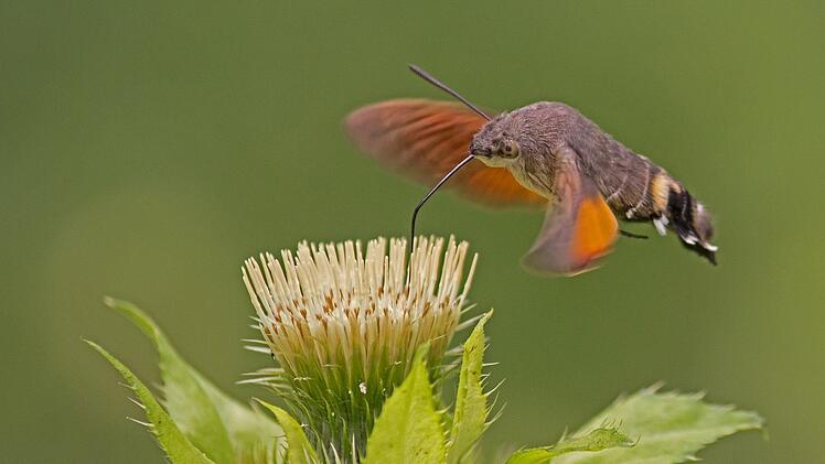 Das Taubenschwänzchen erinnert mit seinem Schwirrflug stark an einen Kolibri.