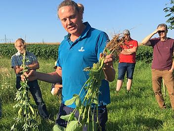 Jürgen Herrle erläutert an Lupinen und Soja die Entwicklung der Pflanzen.