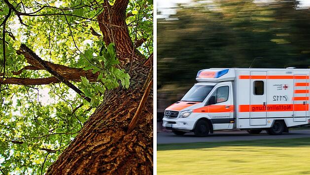 Kreis Rhön-Grabfeld: 20-Meter-Eiche stürzt auf Waldarbeiter - Mann stirbt noch am Unfallort