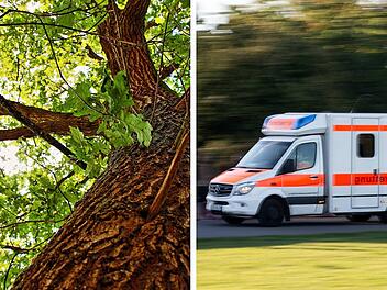 Kreis Rh&ouml;n-Grabfeld: 20-Meter-Eiche st&uuml;rzt auf Waldarbeiter - Mann stirbt noch am Unfallort