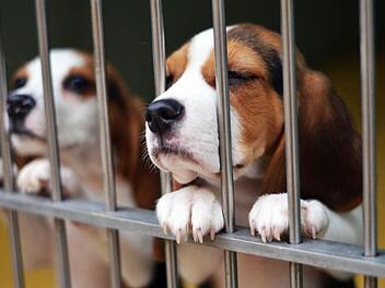 Im März 2014 wurde eine illegaler Welpentransporter bei Nürnberg gestoppt. Die noch sehr jungen Tiere wurden ins Tierheim Nürnberg gebracht. Foto: Nikolas Pelke