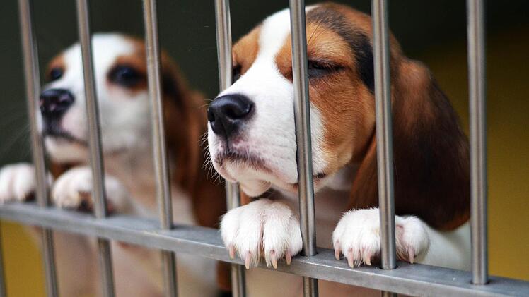 Im März 2014 wurde eine illegaler Welpentransporter bei Nürnberg gestoppt. Die noch sehr jungen Tiere wurden ins Tierheim Nürnberg gebracht. Foto: Nikolas Pelke