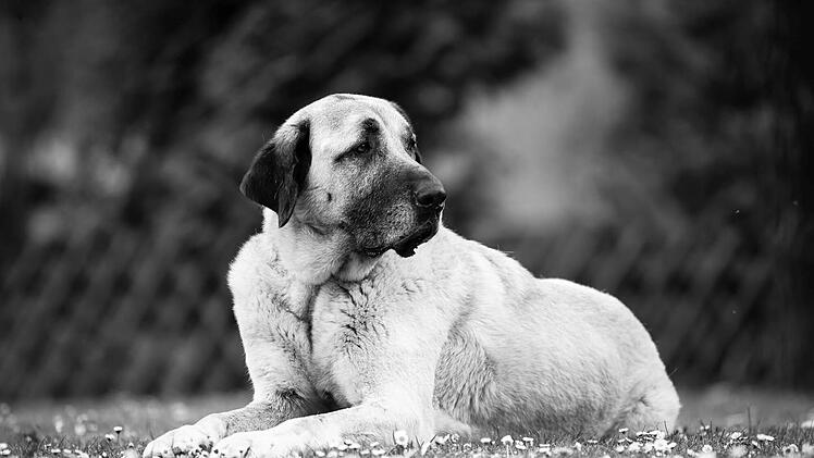 Tierheim Nürnberg mit "schrecklicher Nachricht" - zwei Hunde tot