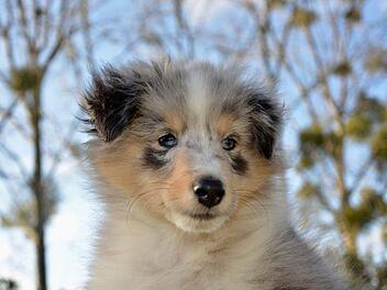 Zwei M&auml;nner haben am Montagabend in Aschaffenburg versucht einen Hundewelpen zu stehlen. Der Streit mit dem Besitzer eskalierte. Symbolfoto: pixabay.com