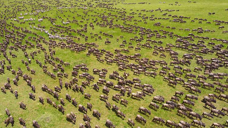Jedes Jahr ziehen Millionen von Gnus, Zebras und Antilopen durch Tansania und Kenia.
