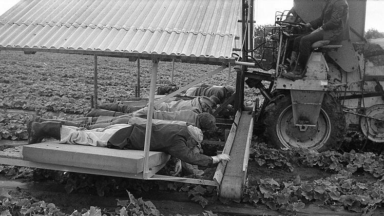 Arbeit auf dem Gurkenflieger 1981. Foto: Saale-Zeitung/Franz Dahnke