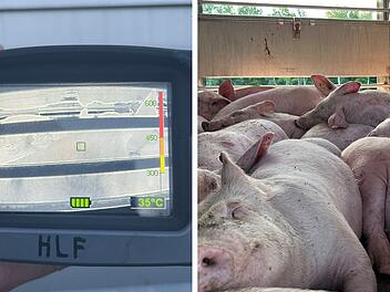 A6 bei N&uuml;rnberg: V&ouml;llig dehydriert und ohne Frischluft - Polizei stoppt Lkw mit fast 900 Ferkeln