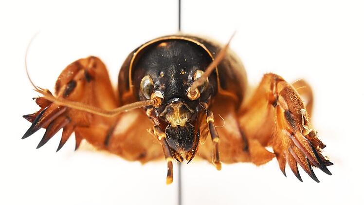 Heuschrecken im Naturkundemuseum Karlsruhe