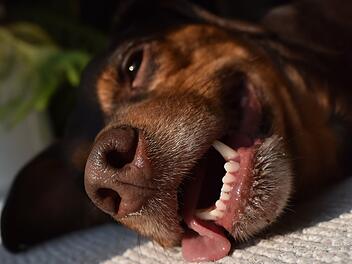 W&uuml;rzburg: Hunde und Hitze - was Besitzer an hei&szlig;en Tagen beachten sollten