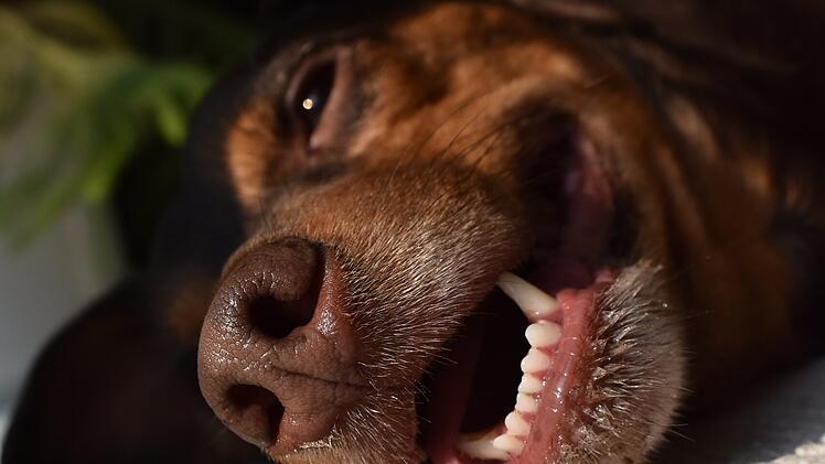 W&uuml;rzburg: Hunde und Hitze - was Besitzer an hei&szlig;en Tagen beachten sollten