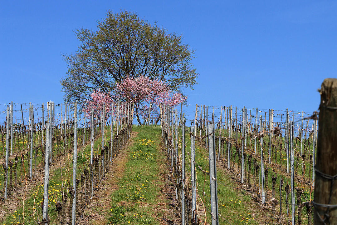 Fotos Konrad Thomann