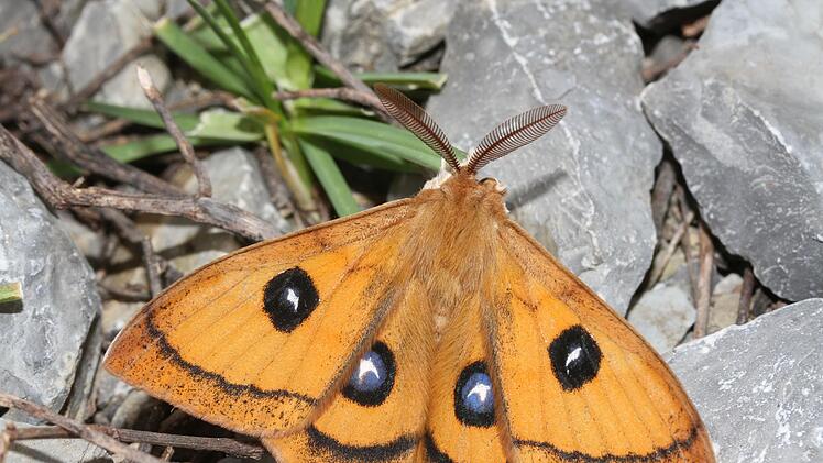 Die Vielfalt der Schmetterlinge und Falter im Landkreis Bad Kissingen ist sehr groß. Foto: Oskar Jungklaus