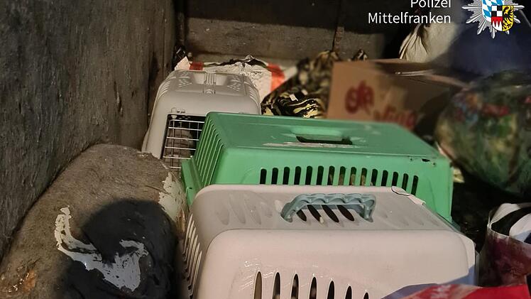 Tierheim Feucht: Fünf Katzenbabys in rumänischen Transporter auf A6 gefunden