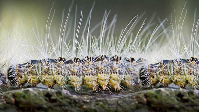 Die kleinen Härchen der Raupe des Eichenprozessionsspinner sind für den Menschen gefährlich. Foto: Patrick Pleul/dpa