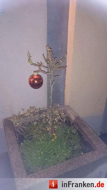 Weihnachten in Franken: Die Christbäume unserer Leser