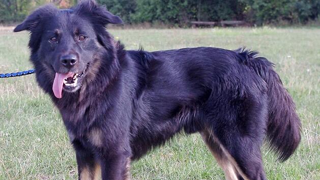 "Jack" wurde im August 2016 geboren. Foto: Tierheim