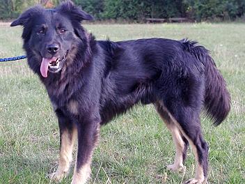 "Jack" wurde im August 2016 geboren. Foto: Tierheim