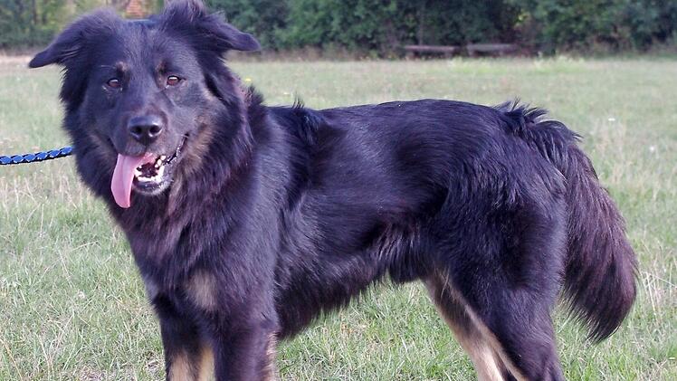 "Jack" wurde im August 2016 geboren. Foto: Tierheim
