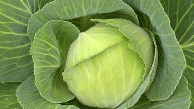 Symbolbild von Kohl (Foto: Archiv)