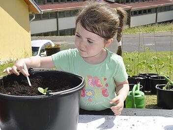 Mit Hingabe pflanzte die vierjährige Lotta beim Kinder-Gartentag des Obst- und Gartenbauvereines (OGV) Reiterswiesen eine Melone. Foto: Peter Klopf