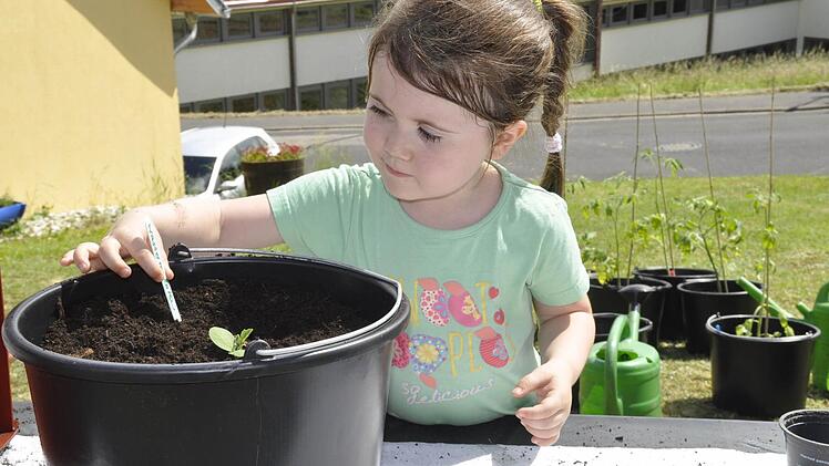 Mit Hingabe pflanzte die vierjährige Lotta beim Kinder-Gartentag des Obst- und Gartenbauvereines (OGV) Reiterswiesen eine Melone. Foto: Peter Klopf