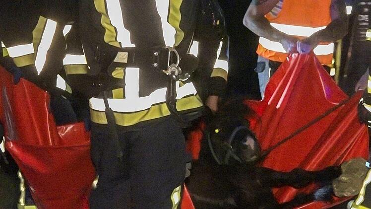 Schock f&uuml;r alle Beteiligten: Pony "Chico" ist am Montagabend  im Landkreis Bamberg ausgerissen und auf die Stra&szlig;e gerannt. Ein Auto erfasste das Tier.