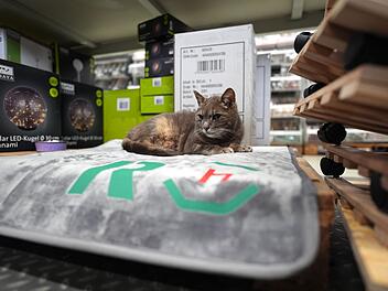 Katze "Lotti" lebt in Baumarkt
