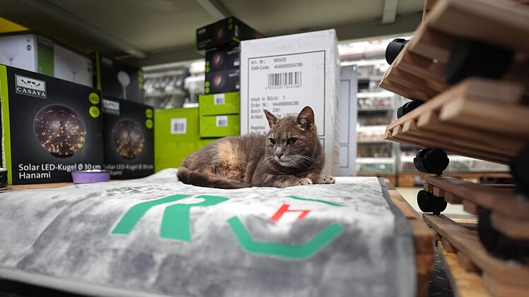 Katze "Lotti" lebt in Baumarkt
