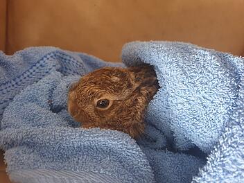 Bad Kissingen: Initiative richtet Appell an Finder von Wildtieren - "kommen in katastrophalen Zuständen an"