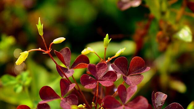 Sauerklee wirkt unscheinbar, kann sich im Garten aber schnell ausbreiten und anderen Pflanzen schaden.