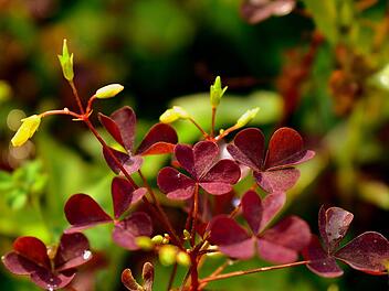 Sauerklee wirkt unscheinbar, kann sich im Garten aber schnell ausbreiten und anderen Pflanzen schaden.
