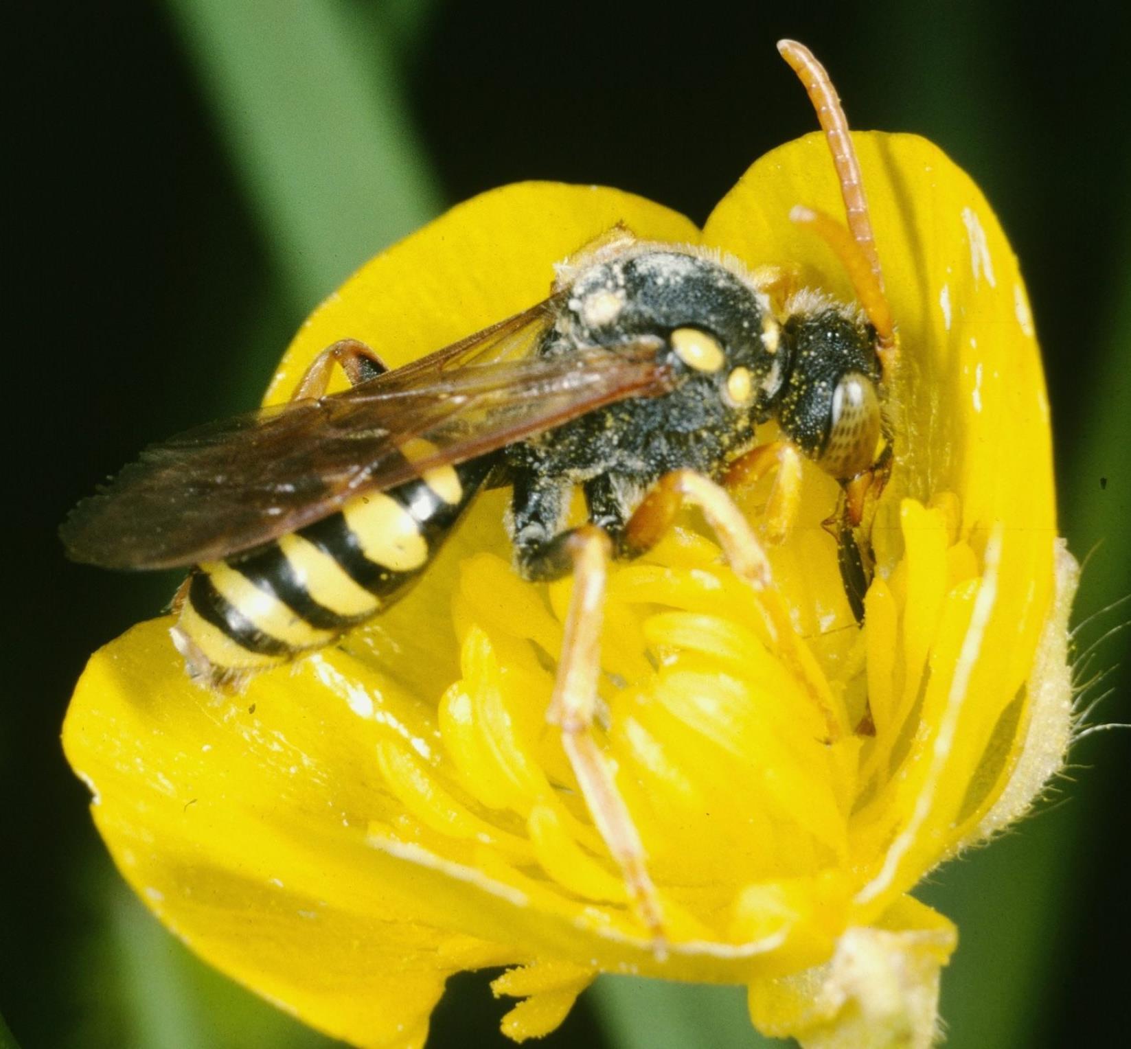 Das geheime Leben der Wildbienen