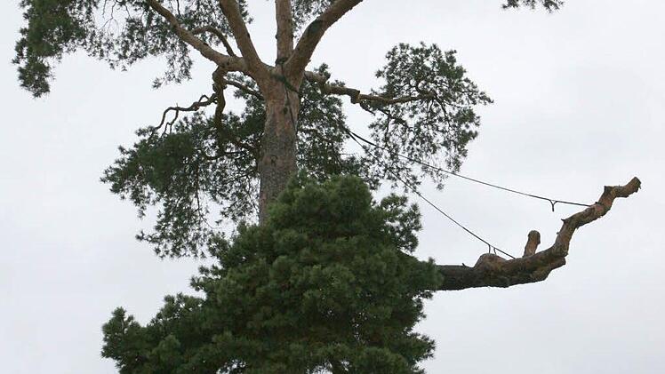 Die alte Kiefer an der Lichtenfelser Straße ist nicht mehr zu halten. Foto: CT-Archiv