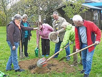 Beim Arbeitseinsatz (von links) die stellvertretende Vorsitzende des Gartenbauvereins Marktleugast, Brigitte Kellner, Angelika Büttner, Hannelore Weiß, Kreisvorsitzender Günter Reif, Vorsitzende Siegrid Bittermann und Otmar Büttner. Foto: Klaus-Peter Wulf