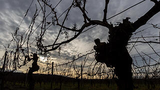 Fotos Konrad Thomann Fotos Konrad Thomann