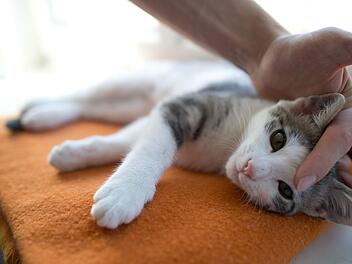 Warum Katzen kein Hundefutter essen sollten und Hunde kein Katzenfutter Foto: Jochen Lübke/dpa