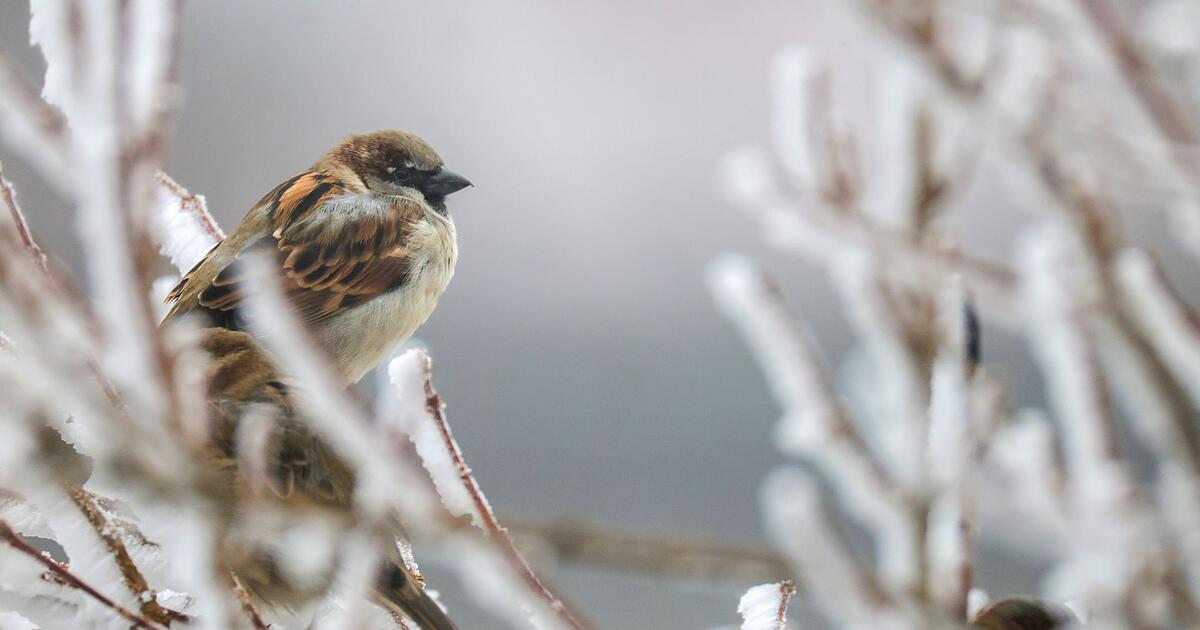 So-wenig-Winterv-gel-gez-hlt-wie-noch-nie