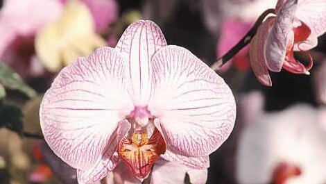Orchideen - Manche Arten blühen bis zu vier Mal im Jahr.Symbolfoto: CMA