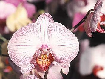 Orchideen - Manche Arten blühen bis zu vier Mal im Jahr.Symbolfoto: CMA