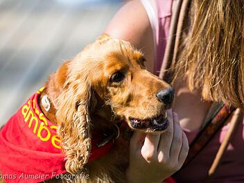 Willi Cockerspaniel