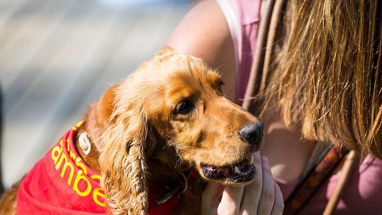 Willi Cockerspaniel